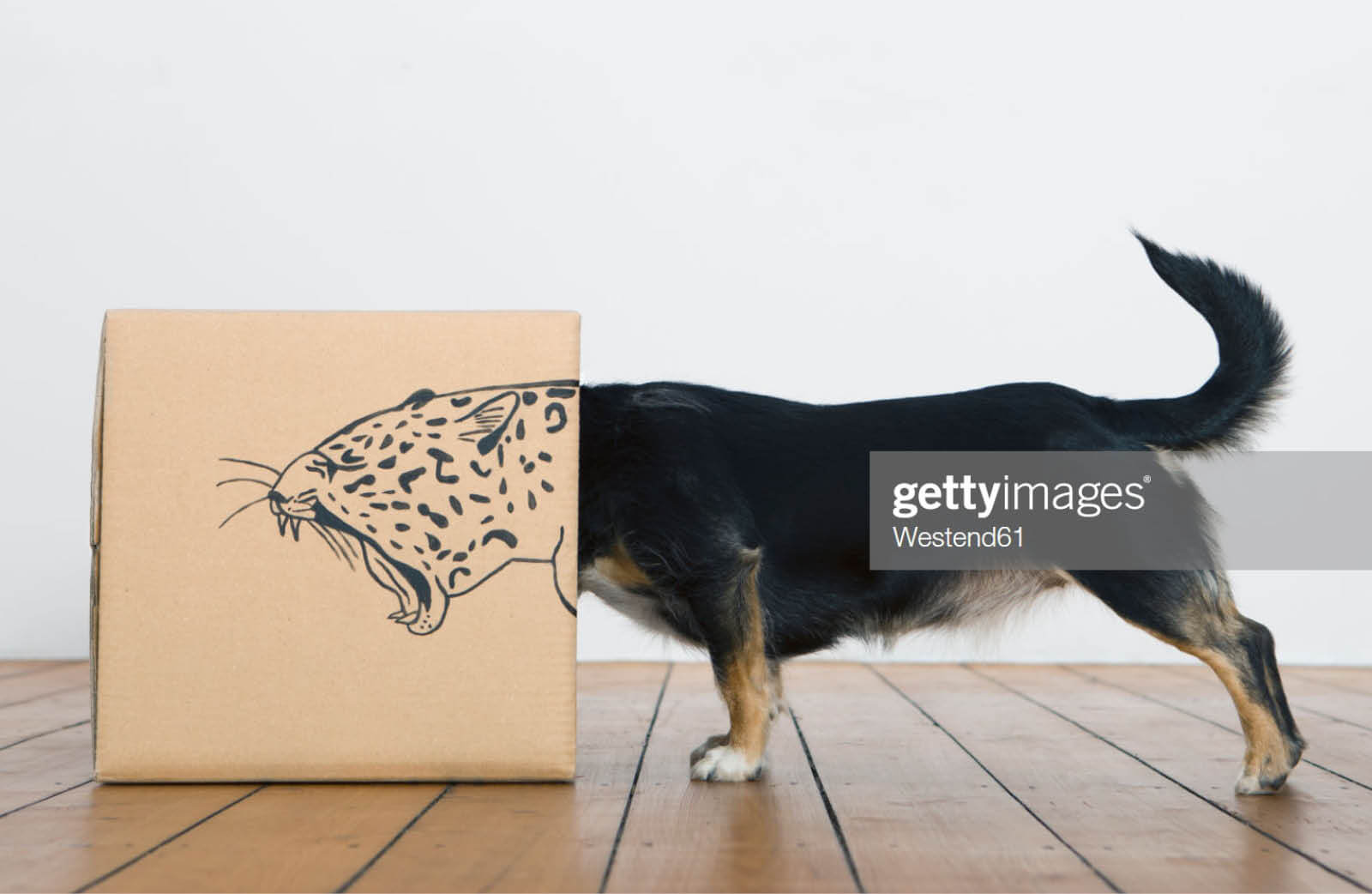 Roaring dog inside a cardboard box transforming and branding it to make it look like a leopard in the digital jungle