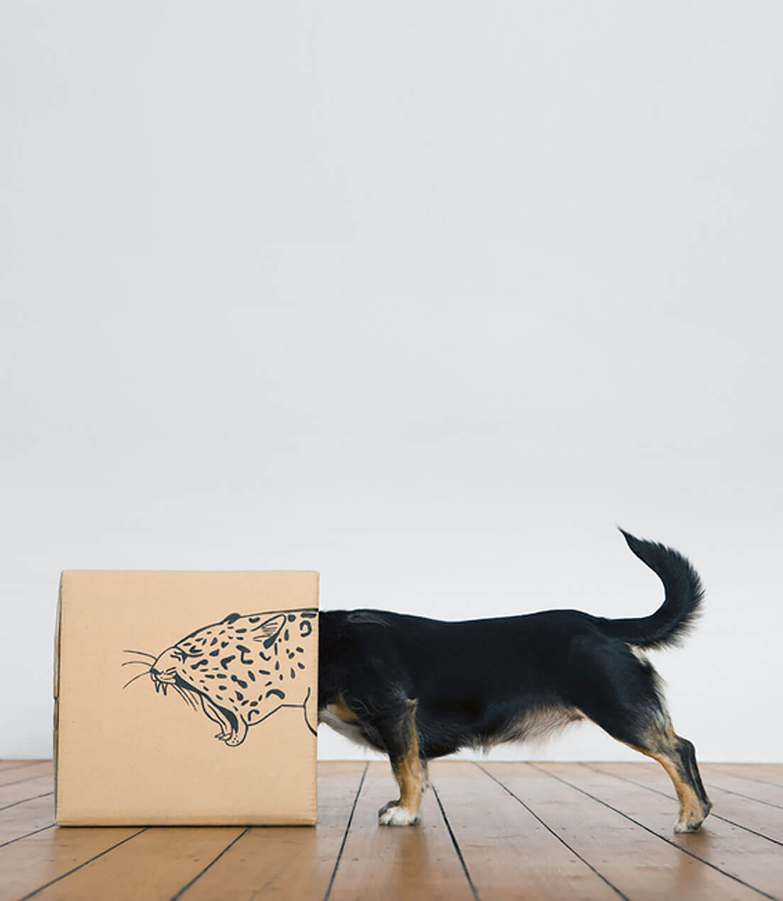 Roaring dog inside a cardboard box transforming and branding it to make it look like a leopard in the digital jungle